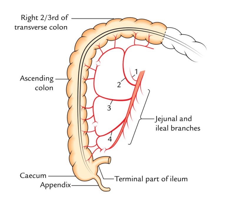 Superior Mesenteric Artery Earth's Lab