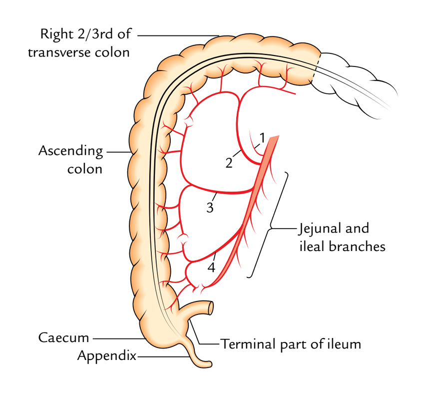 Superior Mesenteric Artery: Distribution