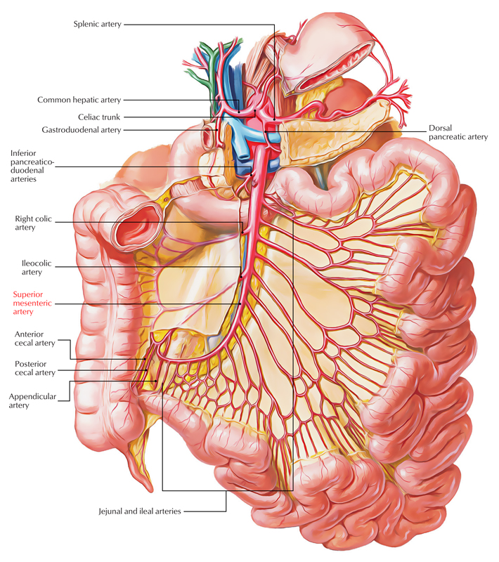 Easy Notes On 【Superior Mesenteric Artery】Learn in Just 3 Minutes
