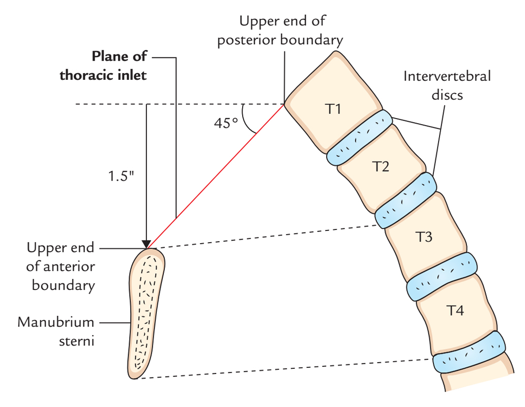 Superior Thoracic Aperture: Bounds