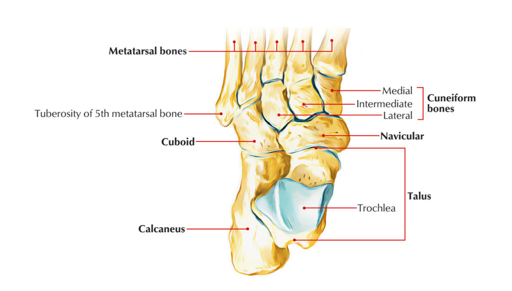 Skeleton Of The Foot Earths Lab