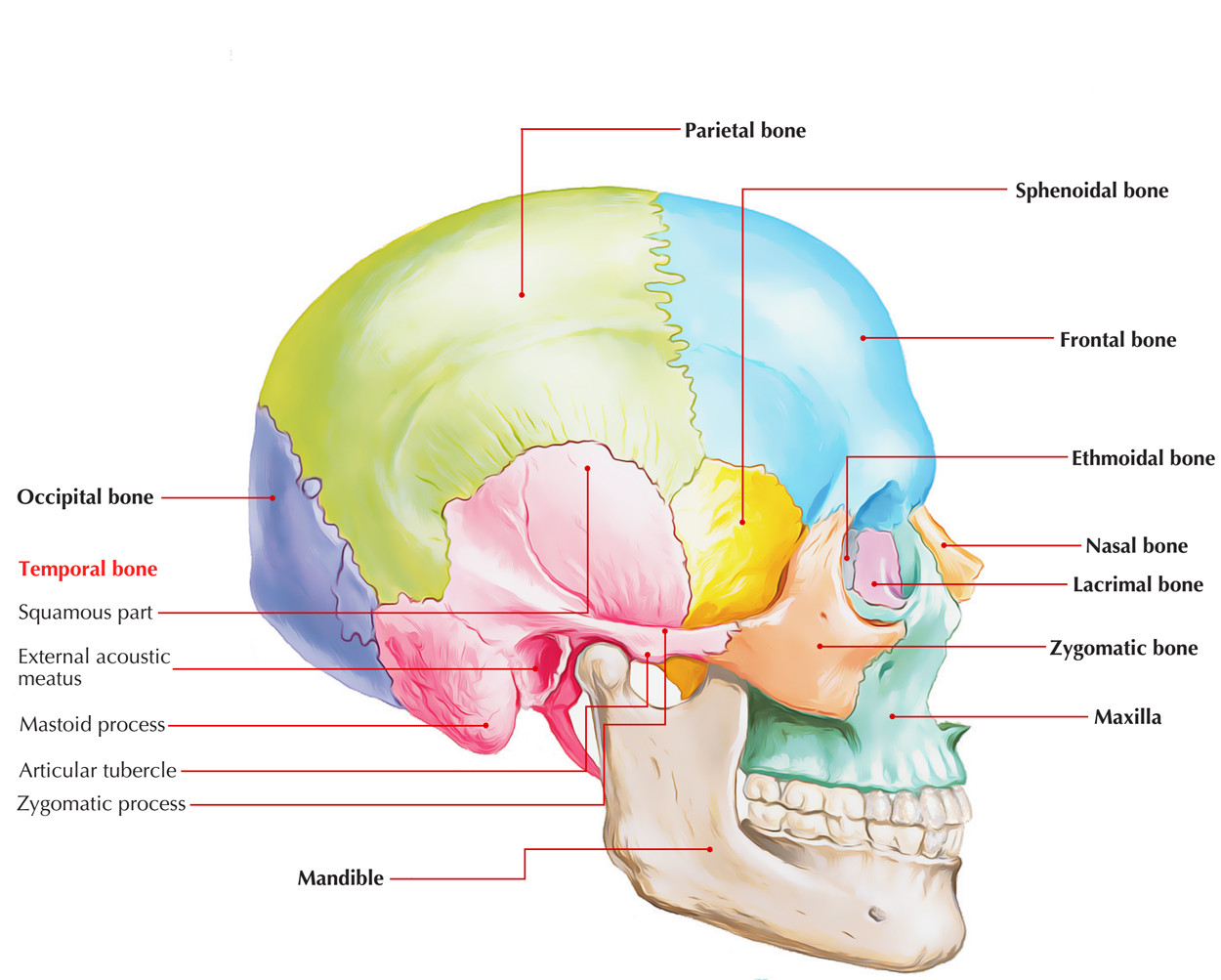 Temporal Bone