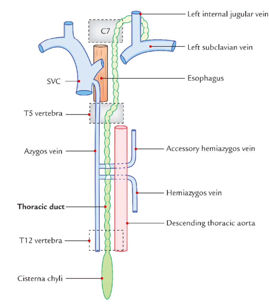 Thoracic Duct Formation, Course, Connection, Tributaries and