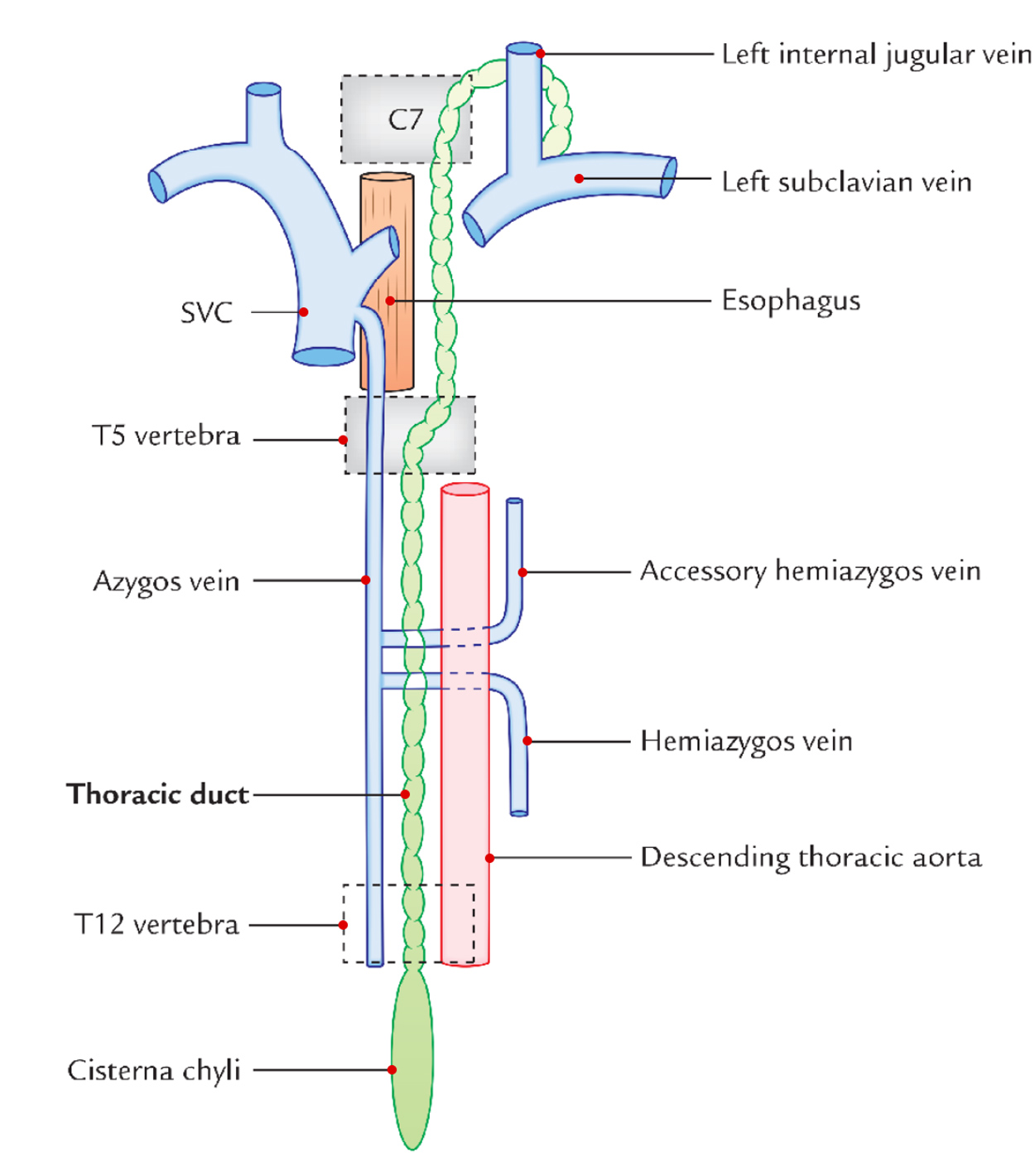 Thoracic Duct: Formation, Course and Termination