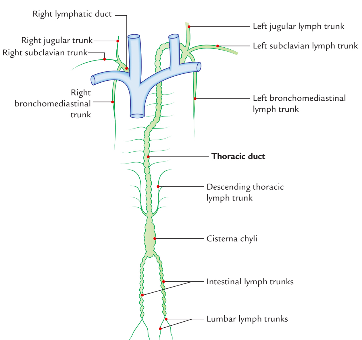 Thoracic Duct: Tributaries