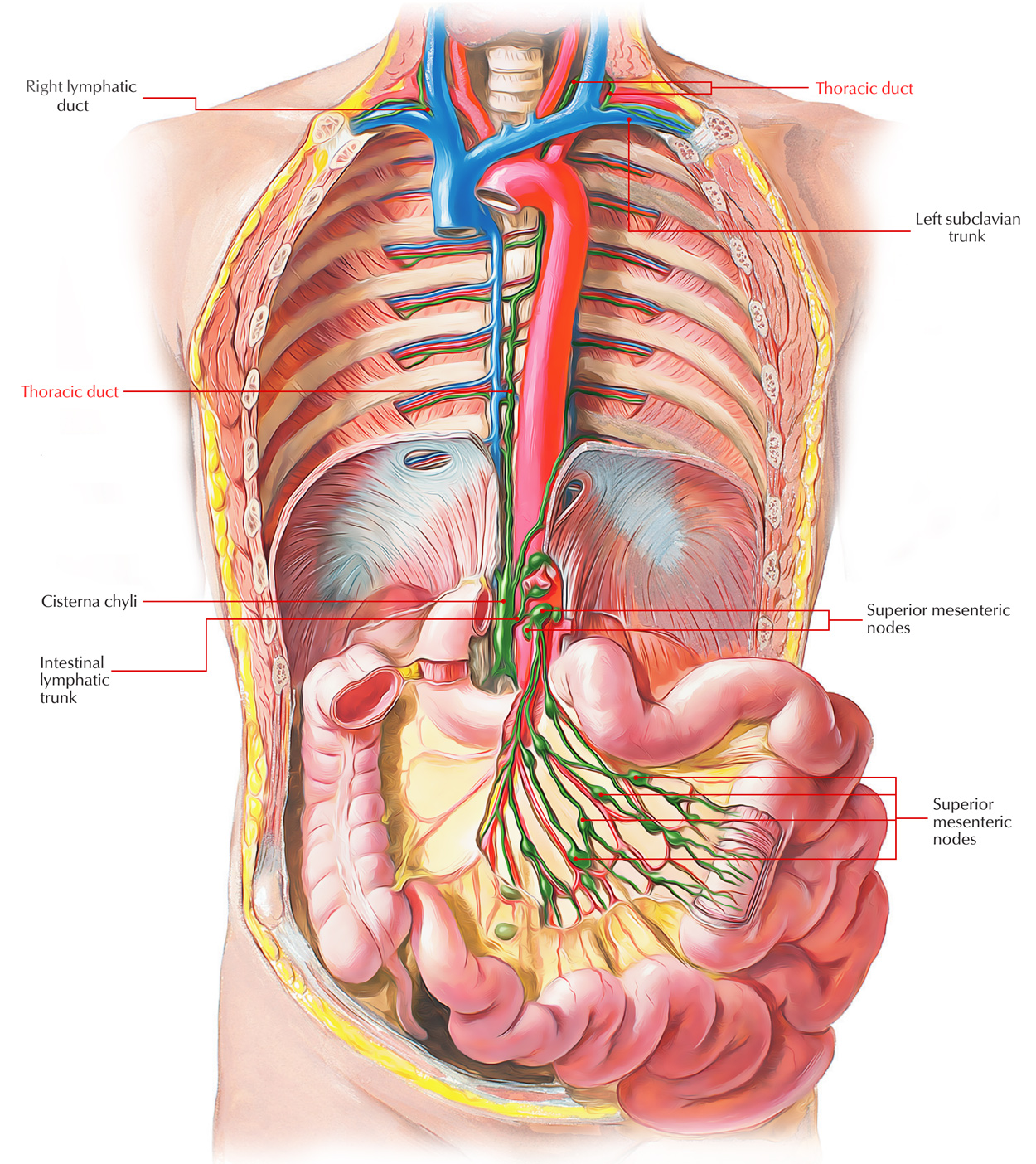 Lymph Node Drainage Dropped Image Link Lymph Drainage Golden Rule