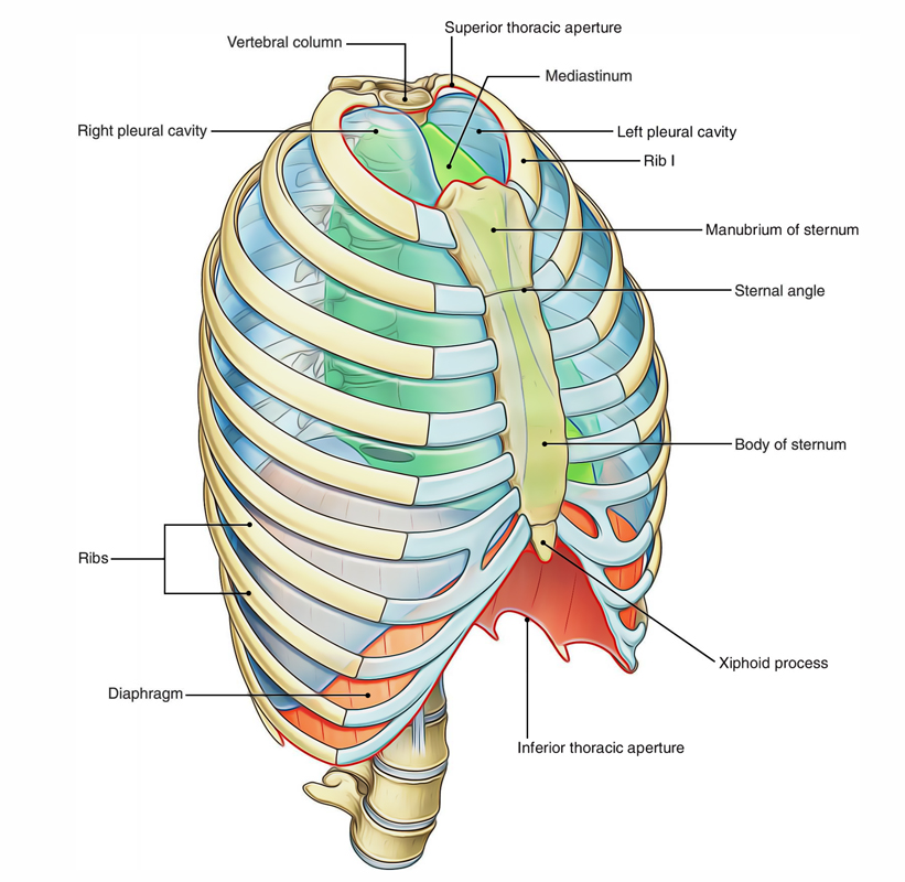 Thorax and its Functions