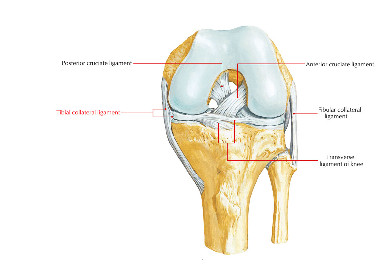 Ligaments of Knee Joint: Tibial Collateral Ligament