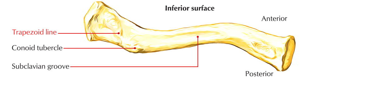 Bones of Upper Limb: Clavicle