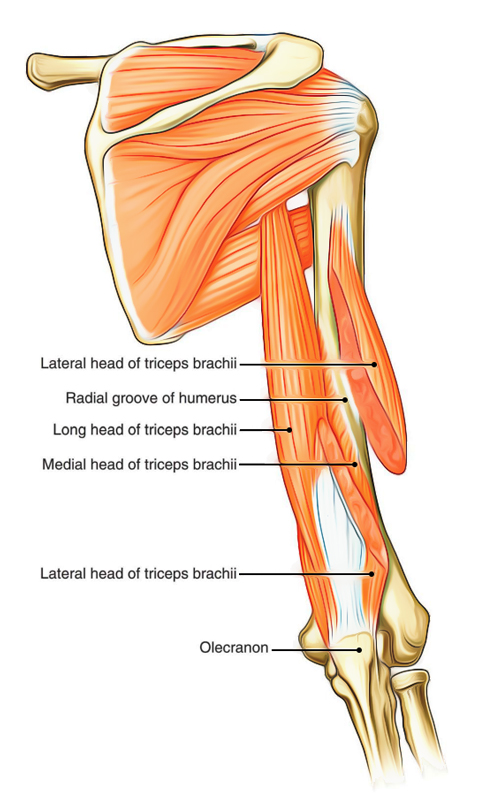 Anatomy Of Triceps Muscle Anatomy Of Triceps Muscle