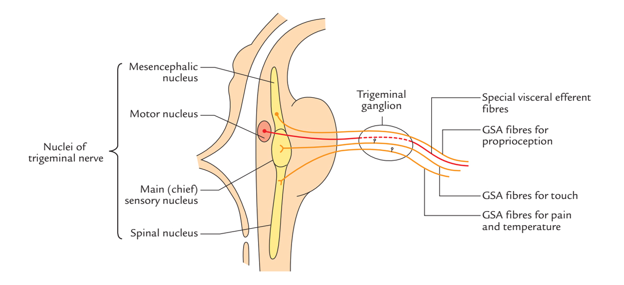 Trigeminal Nerve: Functional Elements and Nuclei