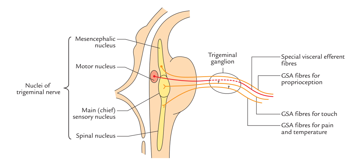 Branches Of Trigeminal Nerve Flow Chart