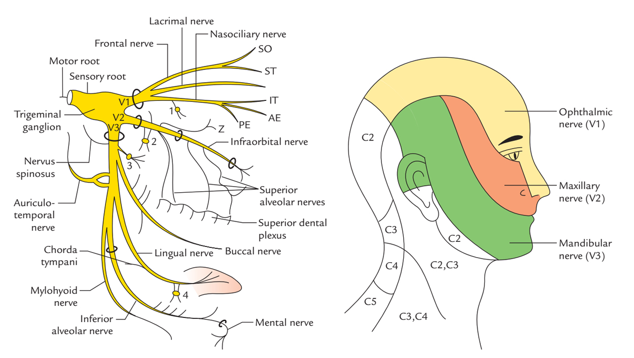 Branches Of Trigeminal Nerve Flow Chart