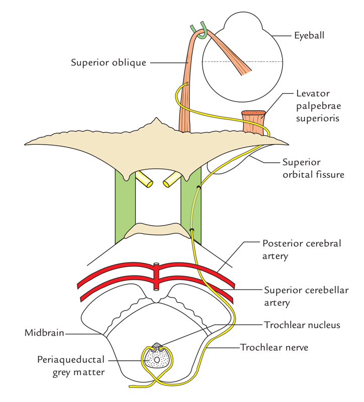 Trochlear Nerve: Course
