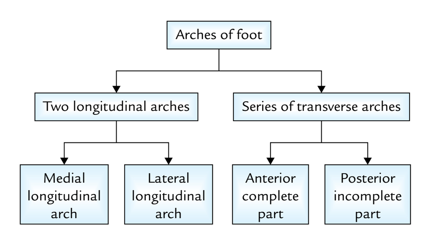Arches of the Foot: Types of Arches
