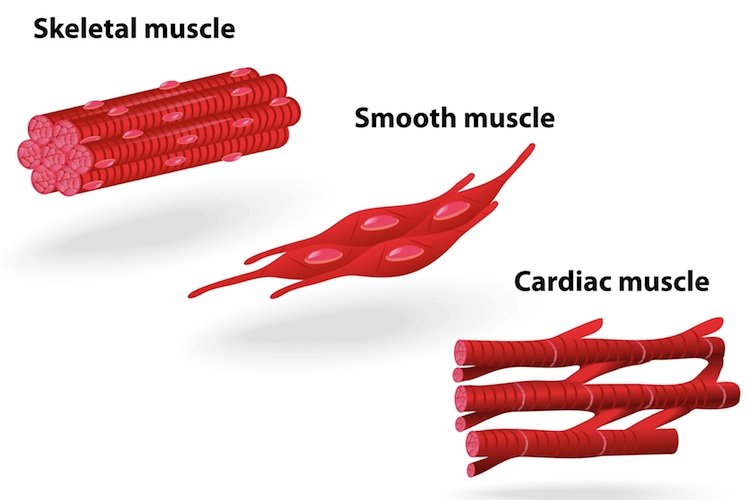 Muscle Tissue And Types of Muscle Tissue – Earth's Lab