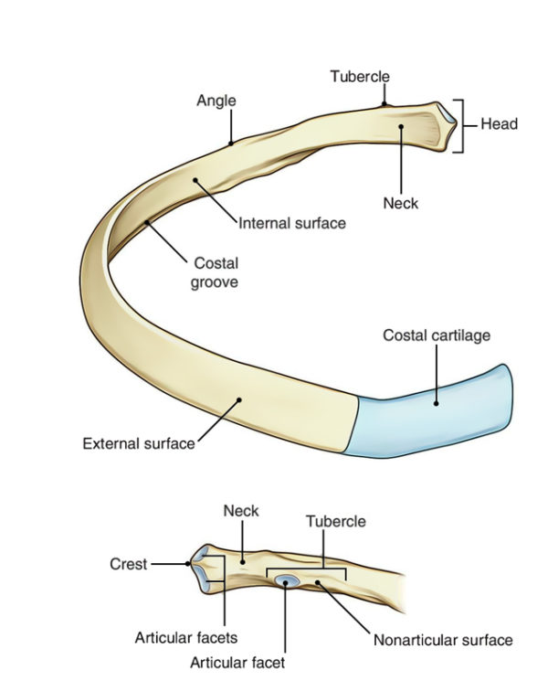 Rib Cage Anatomy Earth's Lab