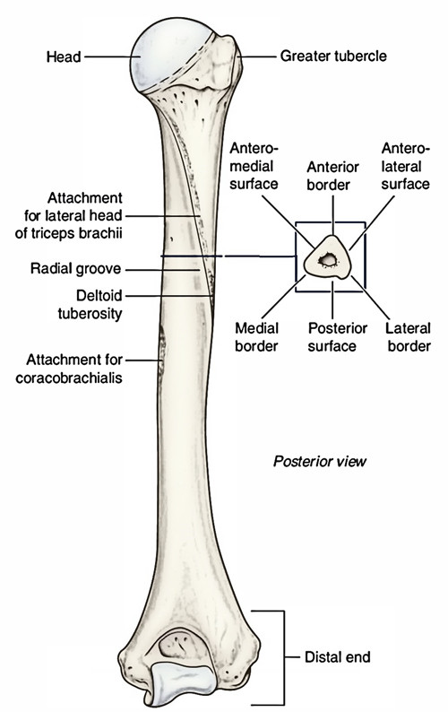 Easy Notes On 【Humerus】Learn in Just 4 Minutes!