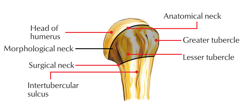 Upper End of Humerus