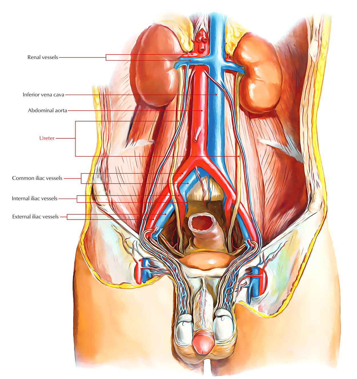 Ureter