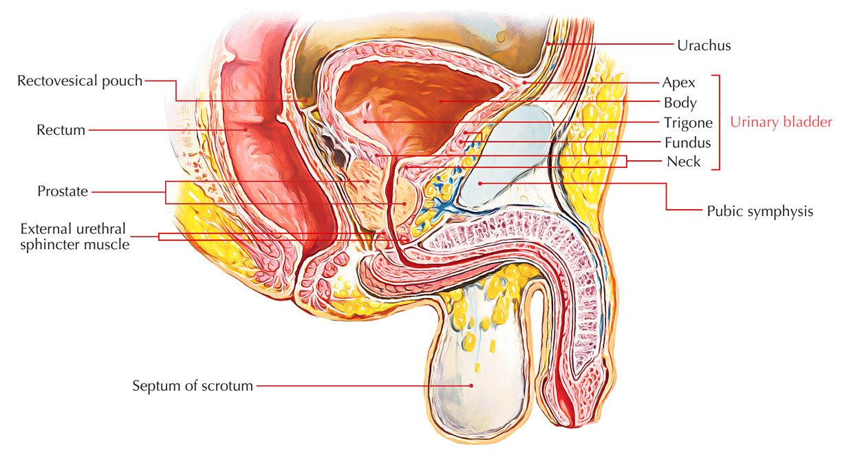 Urinary Bladder: Features 