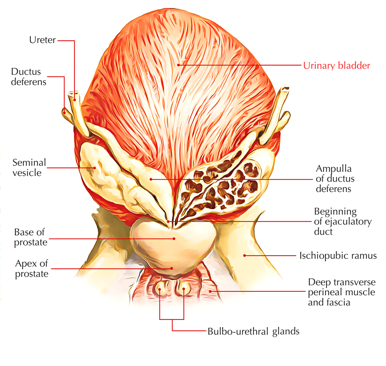 Urinary Bladder