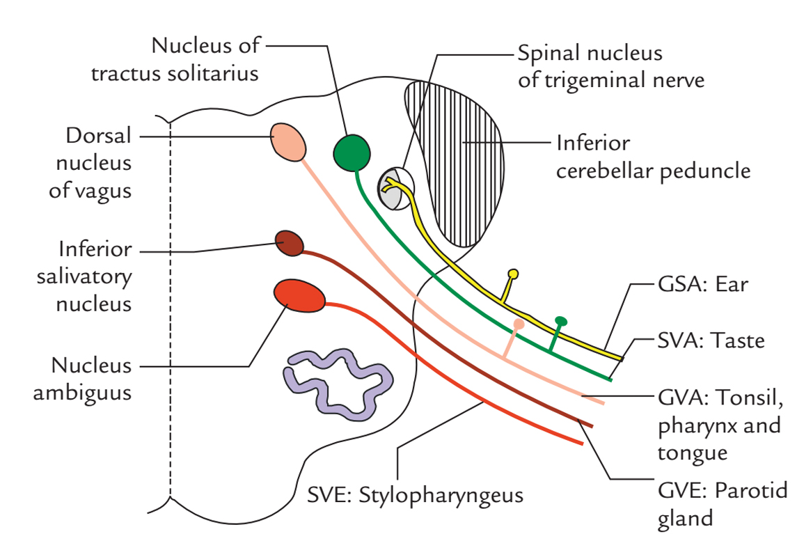 Vagus Nerve: Functional Parts and Nuclei