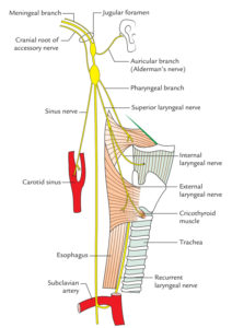 Easy Notes On 【Vagus Nerve】Learn in Just 4 Minutes! – Earth's Lab