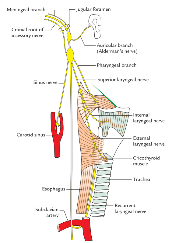 Vagus Nerve: Course and Connections