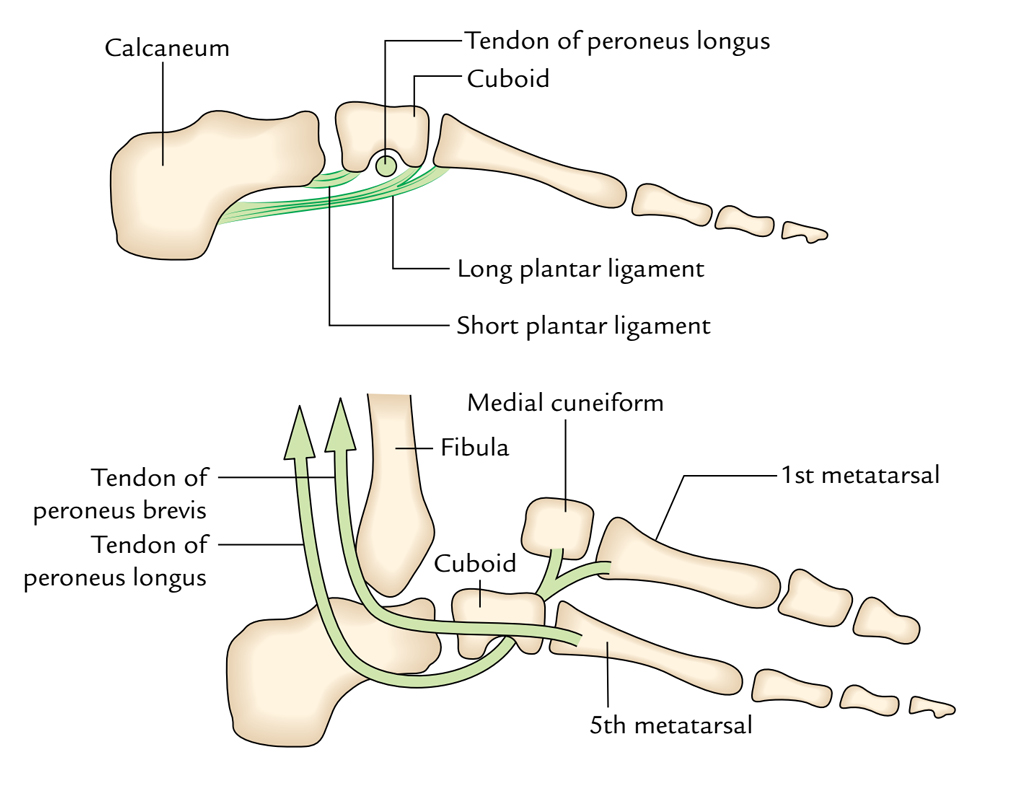 Arches of Foot: Variables Keeping the Lateral Longitudinal Arch