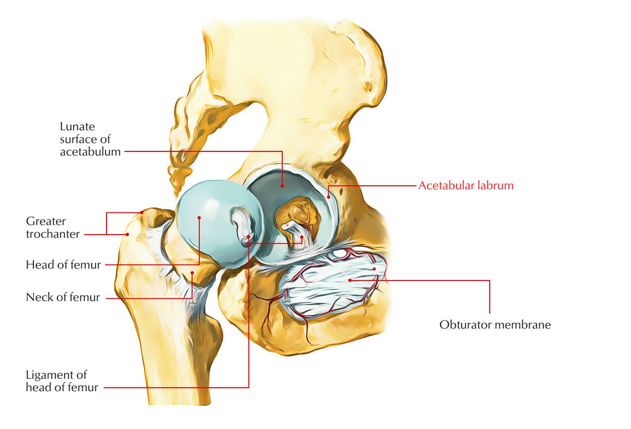 Acetabular Labrum