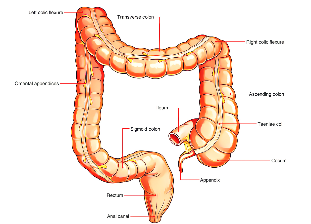 Digestive System: Large Intestine