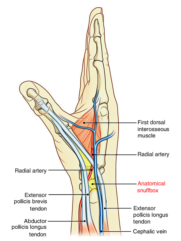 anatomical snuffbox)