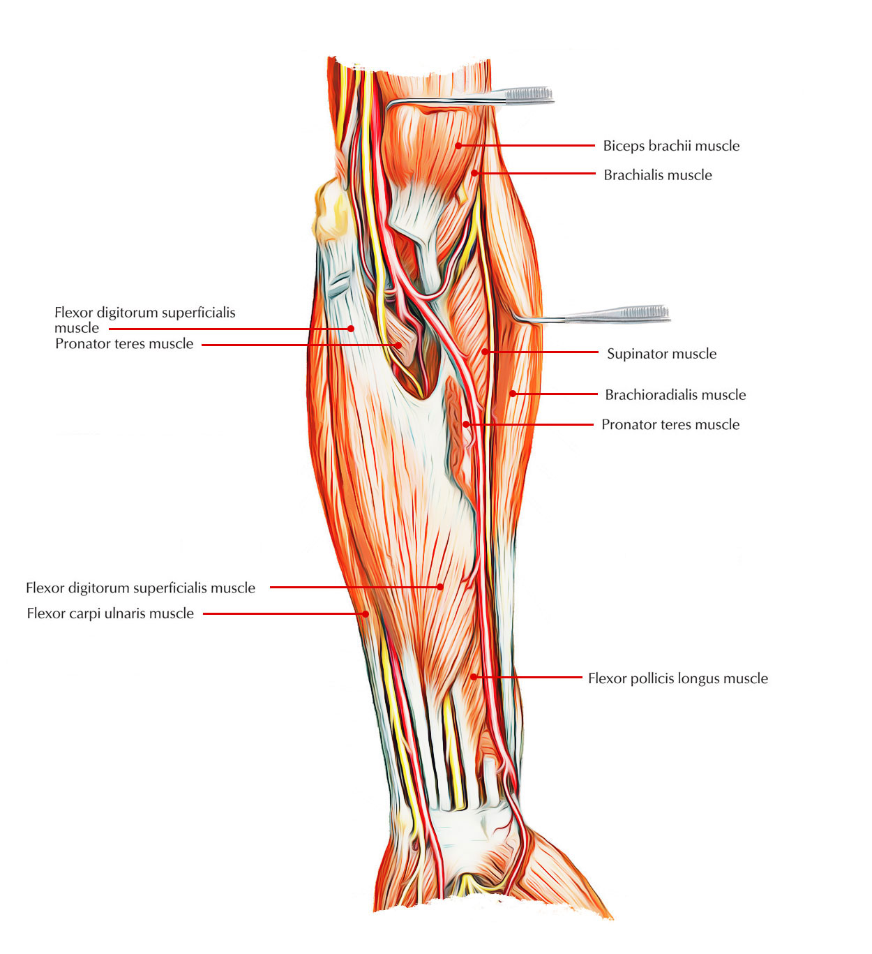 Deep Anterior Muscles of Forearm