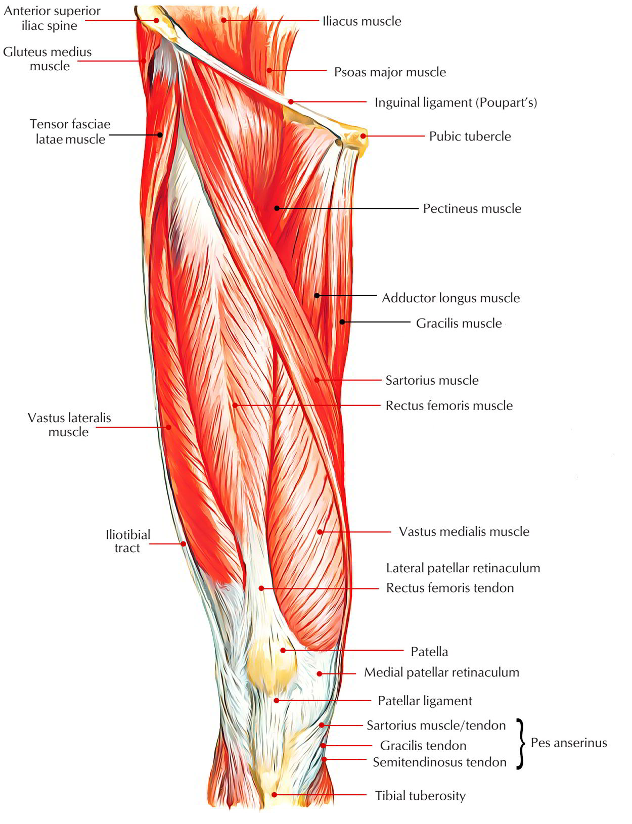 Anterior Compartment of the Thigh