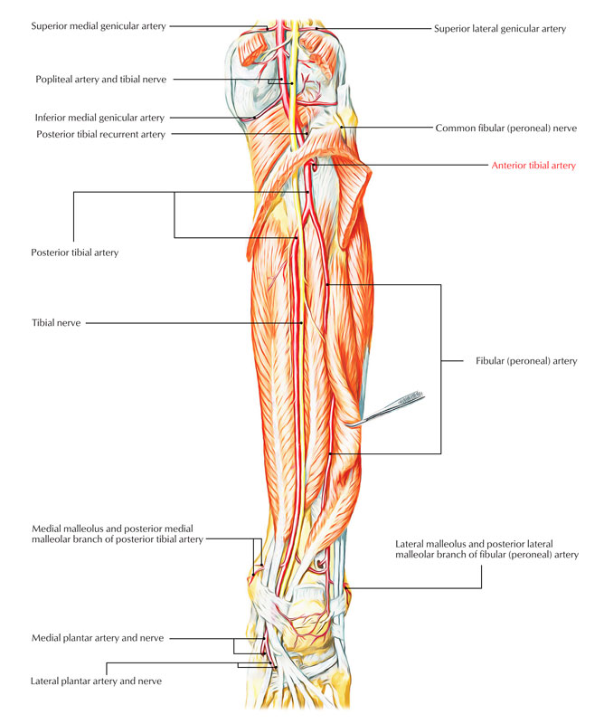 Anterior Tibial Artery