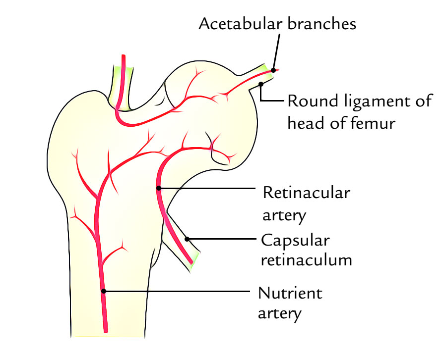 Arterial Supply of Hip Joint