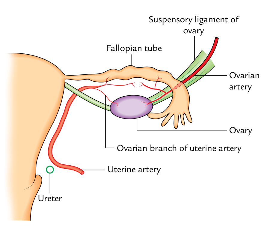 Arterial Supply of the Fallopian tube