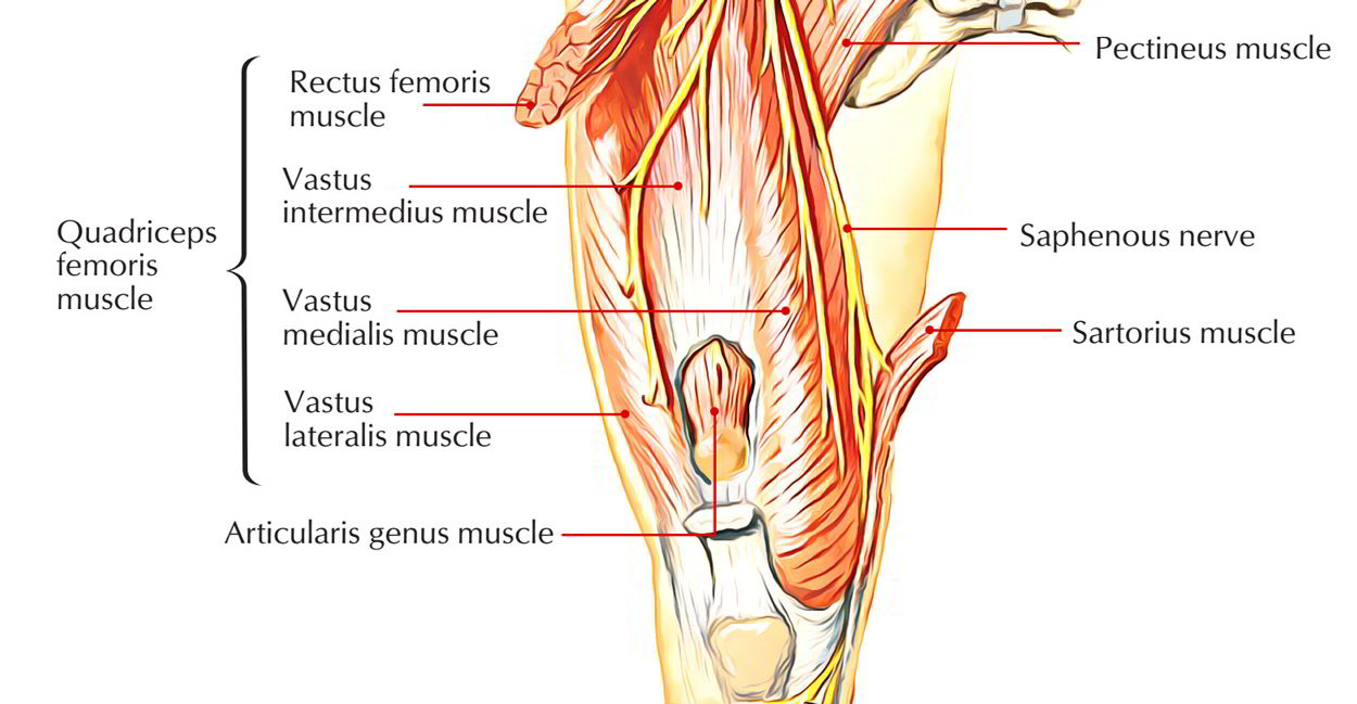 Articularis Genus Muscle