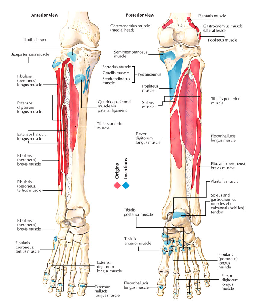 Attachment of Fibula