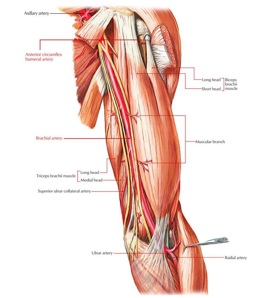 Biceps Brachii Muscle - Arterial Supply