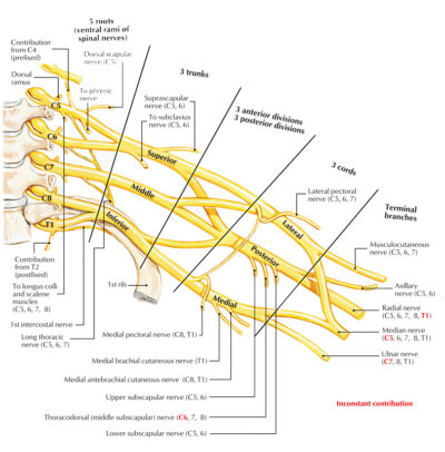 Easy Notes On 【Brachial Plexus】Learn in Just 4 Minutes! – Earth's Lab