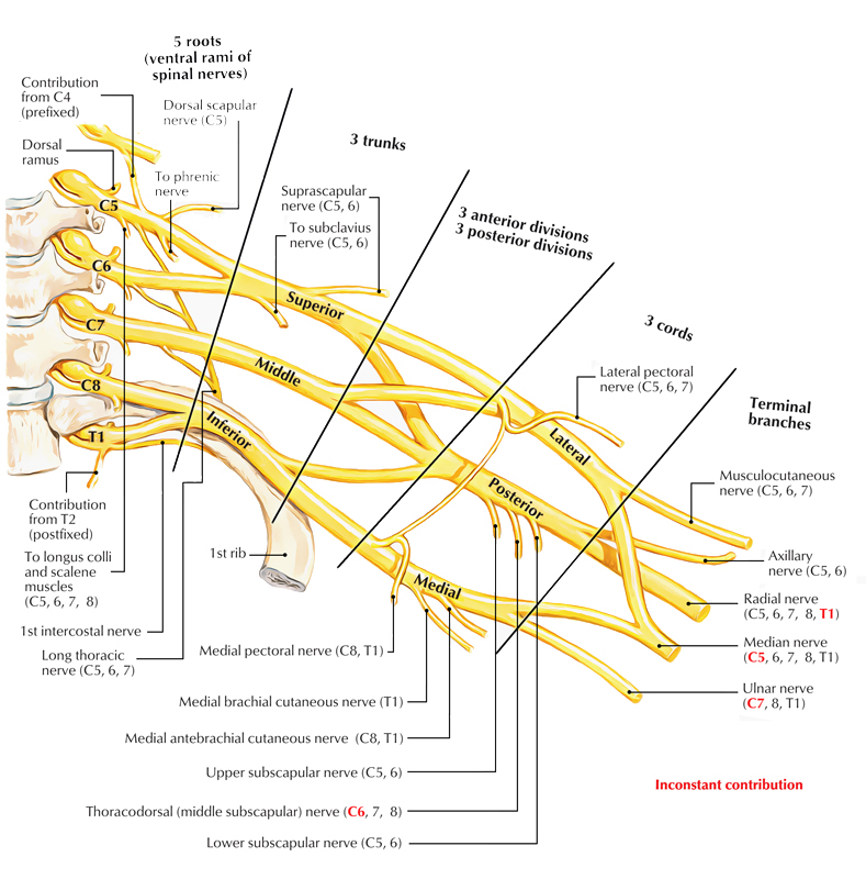 Brachial Plexus Chart