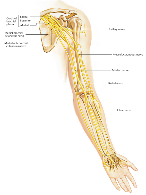 Brachial Plexus: Branches