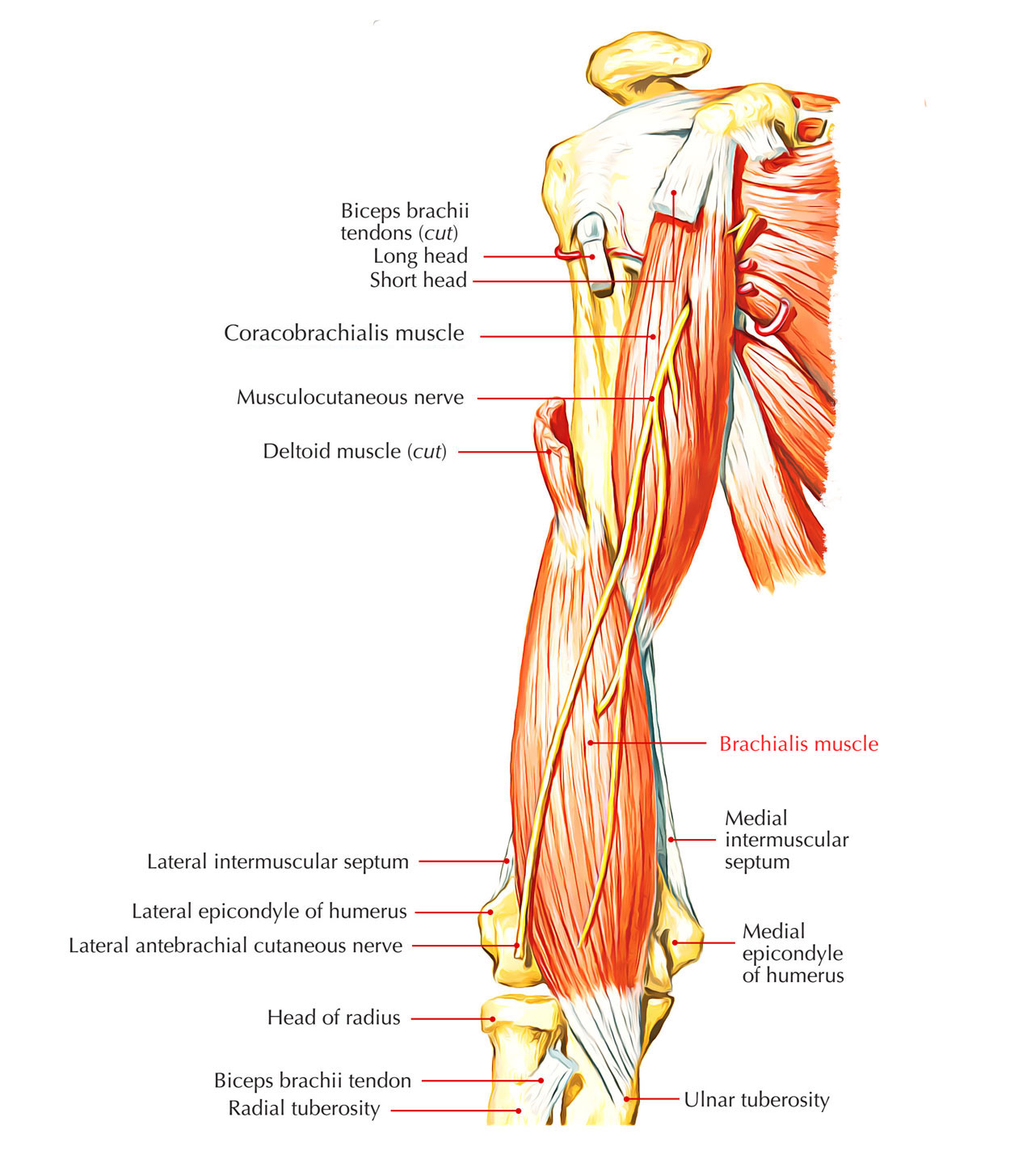 Brachialis Muscle Earths Lab