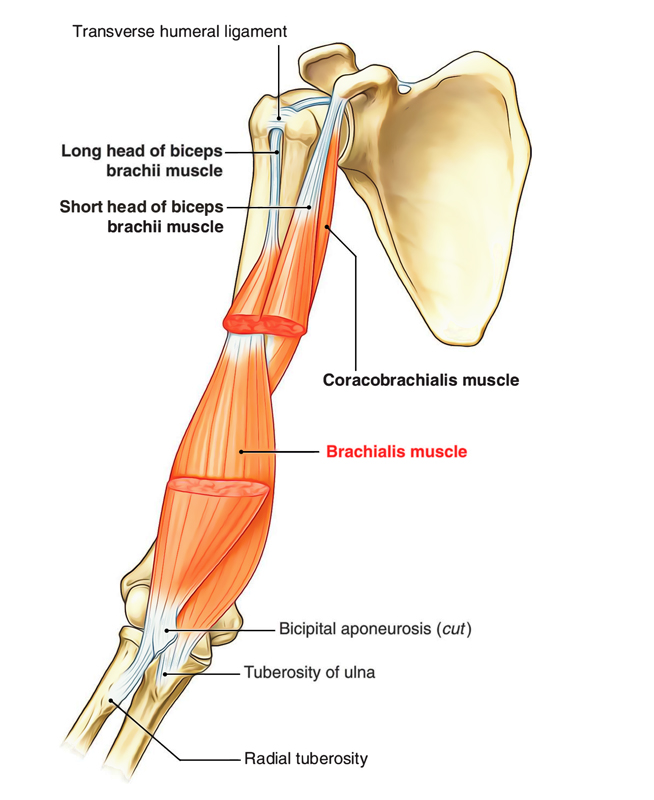 Muscles Of The Upper Arm Earth s Lab