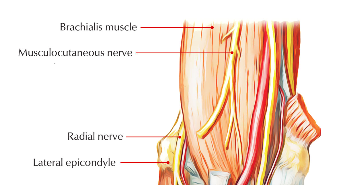 Nerve Supply of Brachialis Muscle