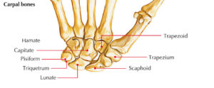 Easy Notes On 【Bones of the Hand】Learn in Just 3 Minutes! – Earth's Lab