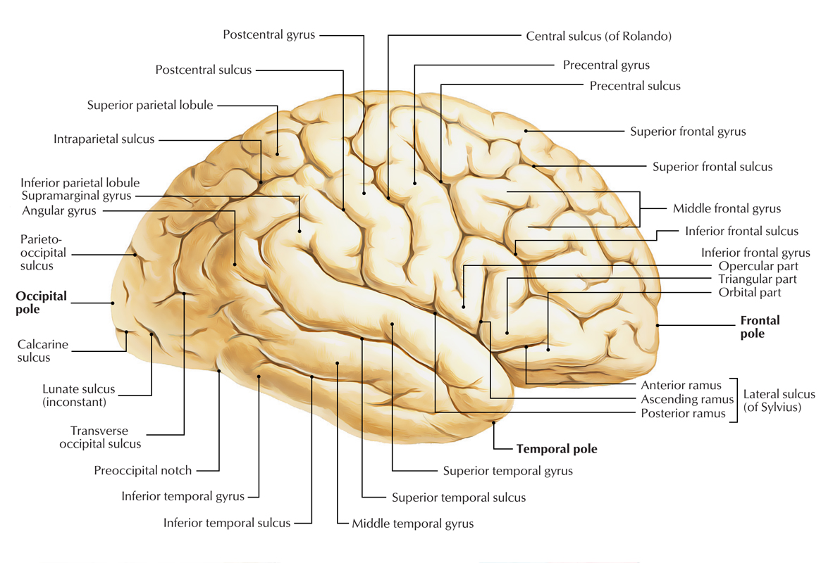 Cerebrum: Structure