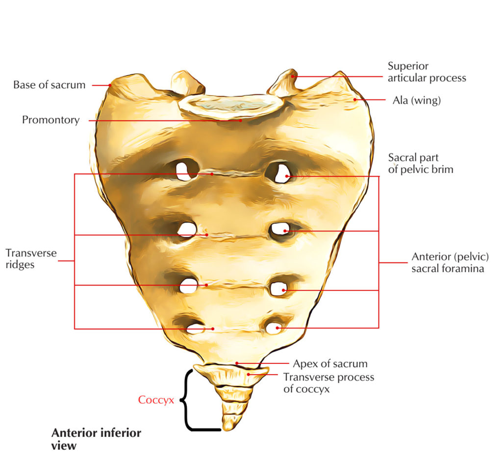 Easy Notes On 【Coccyx】Learn in Just 4 Minutes! – Earth's Lab